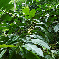 Photo de Bali - Autour de Munduk